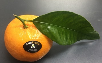 mandarins alfa